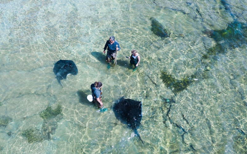 Dive Tatapouri Reef Ecology Tour with Wild Stingrays