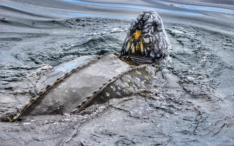 Large leatherback turtles are occasional visitors over summer months and are known as the largest in the world 