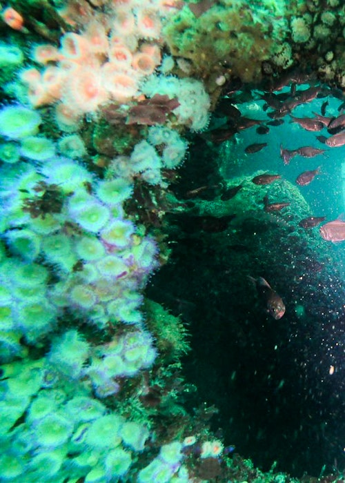 2 Dive Day Trip with Dive Zone Tauranga