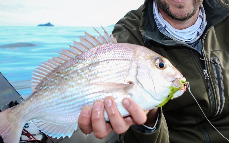 Snapper on fly, great fun and brilliant table fish.