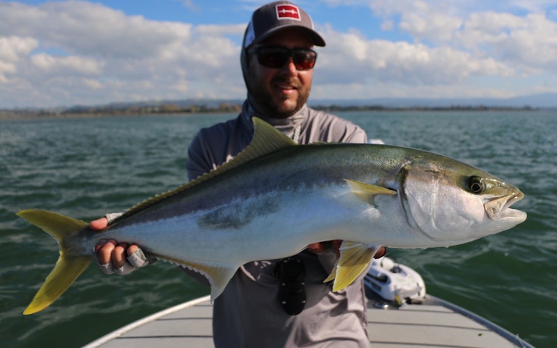 Well conditioned late autumn yellowtail kingfish. 