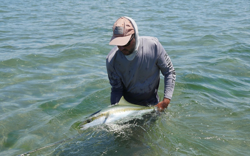 Releasing another kingfish for a future anglers enjoyment.