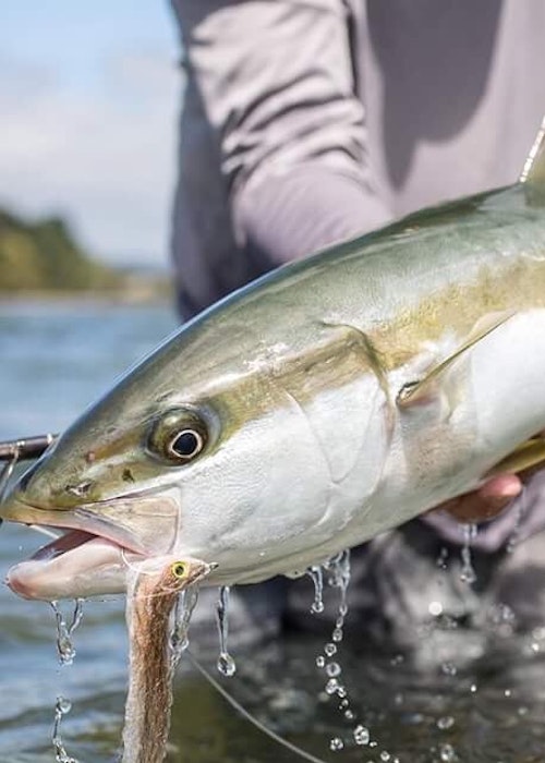 King Tide Salt Fly
