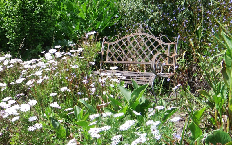 Sunny bench in a sea of flowers.