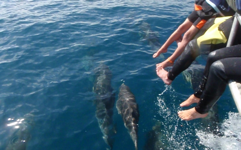 Dolphins ... so close, Whakatane, Bay of Plenty