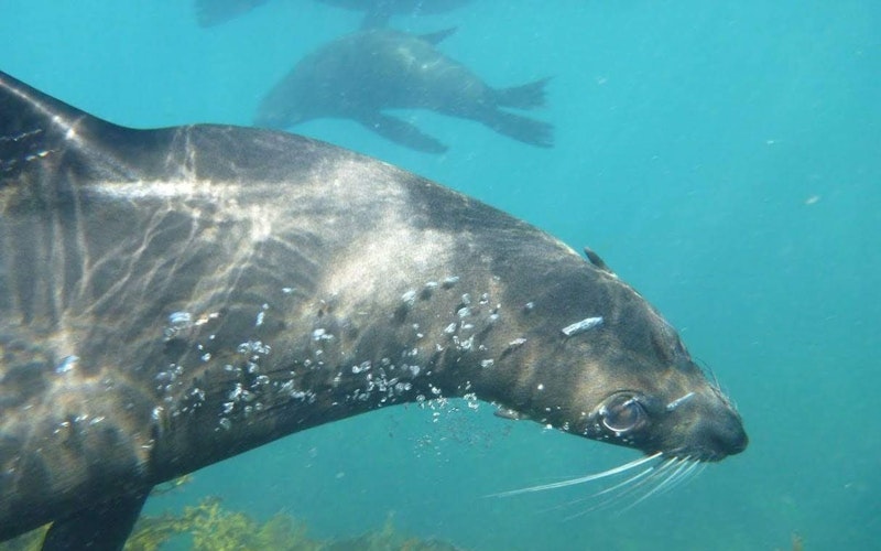 Swim with friendly Kekeno seals at Whaktane, Bay of PLenty
