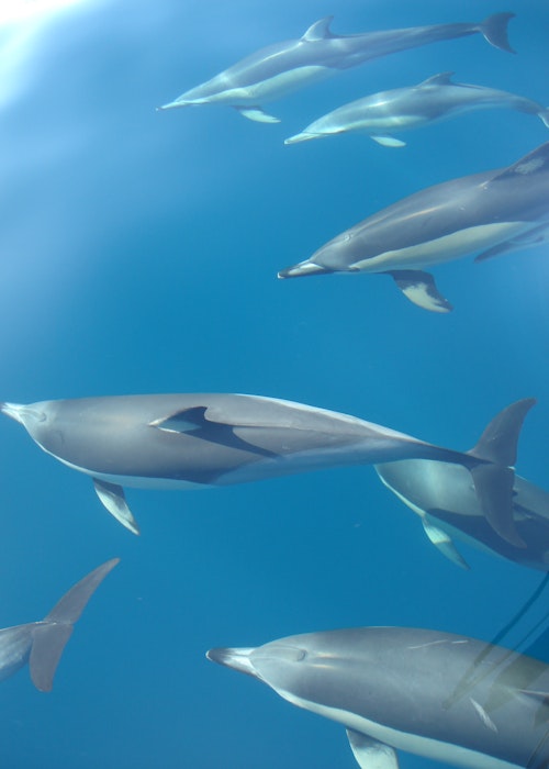 Dolphin Blue