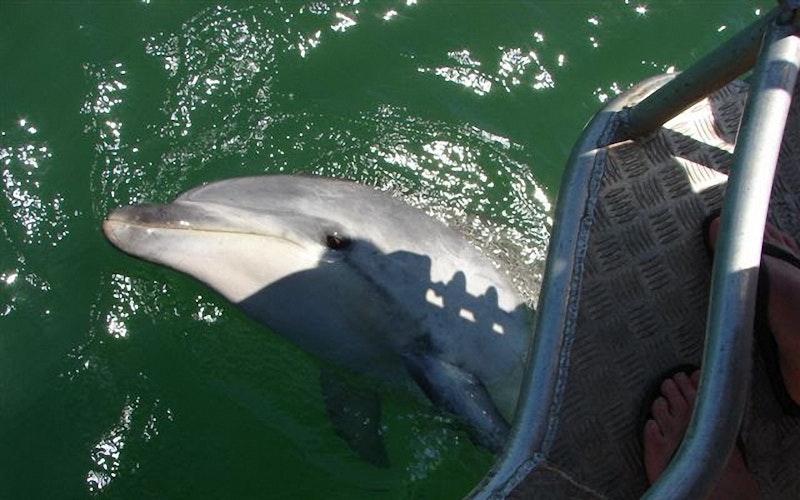 Moko the bottlenose dolphin that came into the Whakatane Bay of Plenty in 2010.