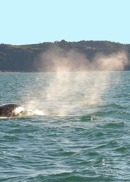 Diveworks Charters Whales and Dolphin Watch