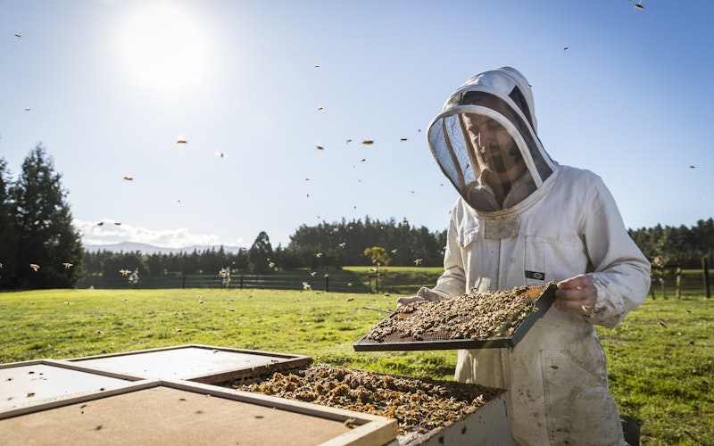 BeeNZ beekeeper in action