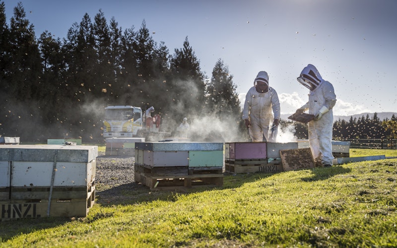 Our beekeepers in action.