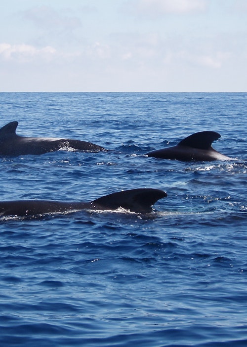 Diveworks Charters Whales and Dolphin Watch