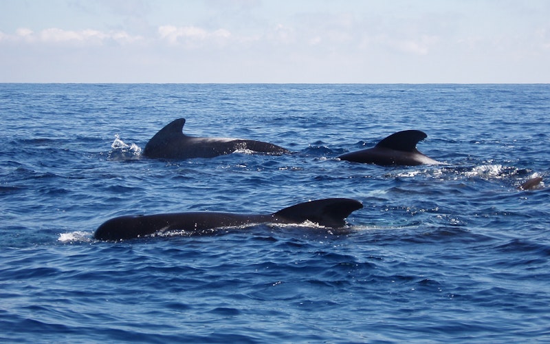 Whales in the Bay of Plenty waters, Whakatane New Zealand 