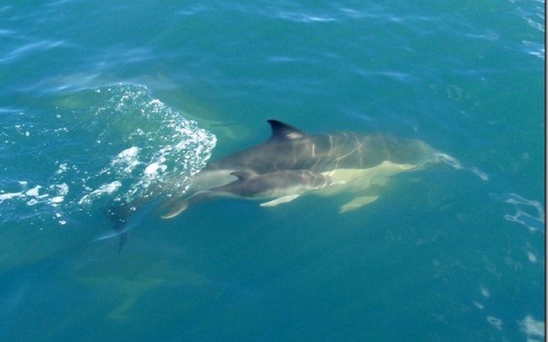 This dolphin gave birth to this little baby near our boat then gently nudged the baby closer to the boat - an amazing moment