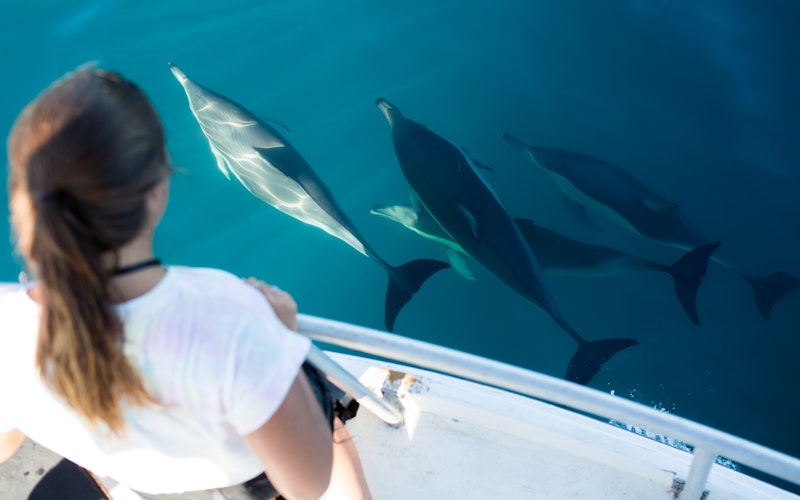 Watch dolphins swimming up close. Our vessel has the largest open deck for viewing and photography.
