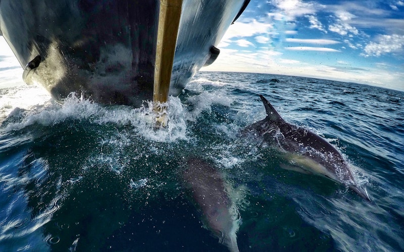 Dolphins swimming on the bow of Bay Explorer.
