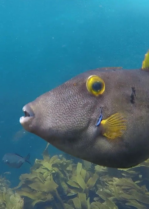 Snorkeling 1/2 - Full Day Wildside Adventures