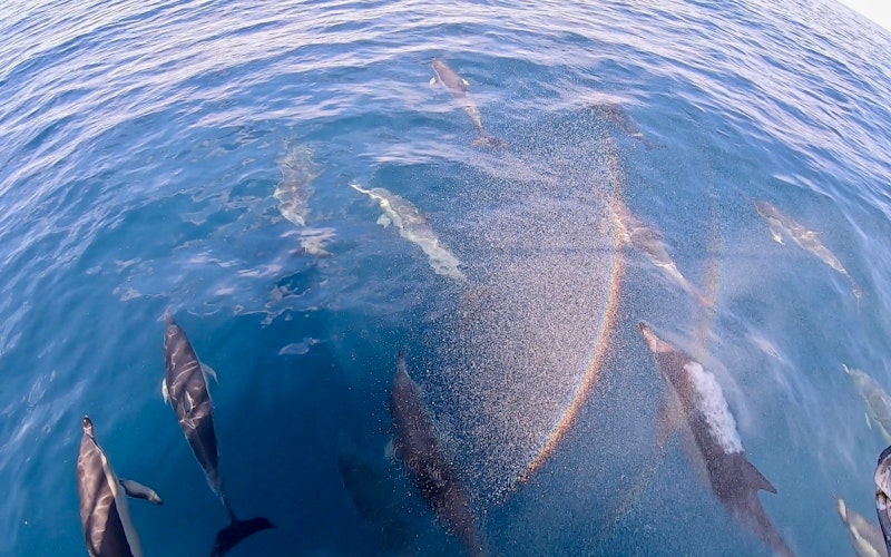 Common dolphins in the Bay of Plenty