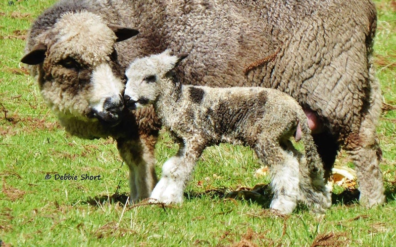 Mount Tutu Sheep with lamb