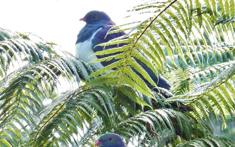 Bird Sanctuary in Rainforest - Kereru