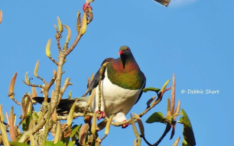 Bird Sanctuary, Mount Tutu Eco-Sanctuary, Kereru
