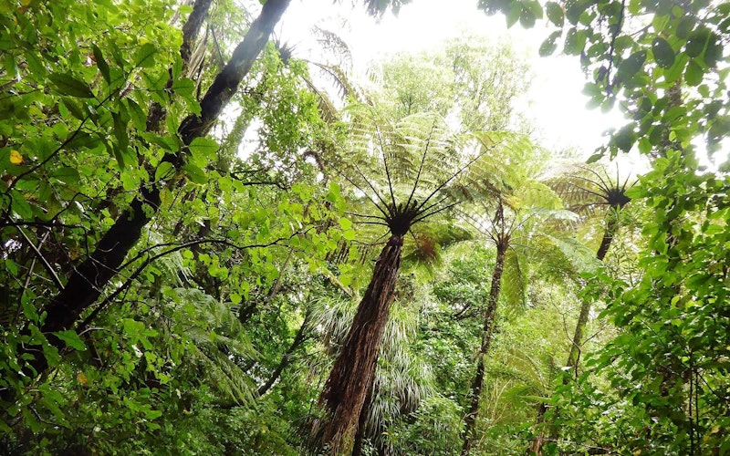 Hidden in Rainforest, Mount Tutu Eco-Sanctuary