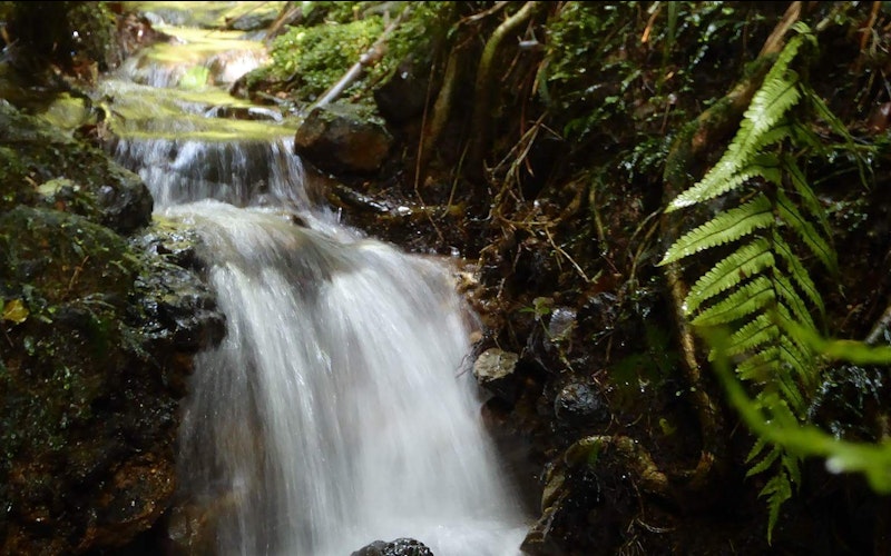 Pure mountain streams at Mount Tutu Eco-Sanctuary