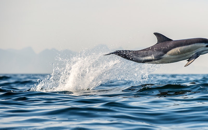 Jumping dolphin! Common dolphins are plentiful all year around